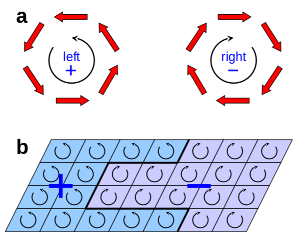 Enlarged view: Fig 2: Ferrotoroidic order and domains. (a) Example for a right- and left-handed toroidal moment formed by the magnetic moments  in a unit cell. (b) Schematic of ferrotoroidic domains (+,-) in a crystal.