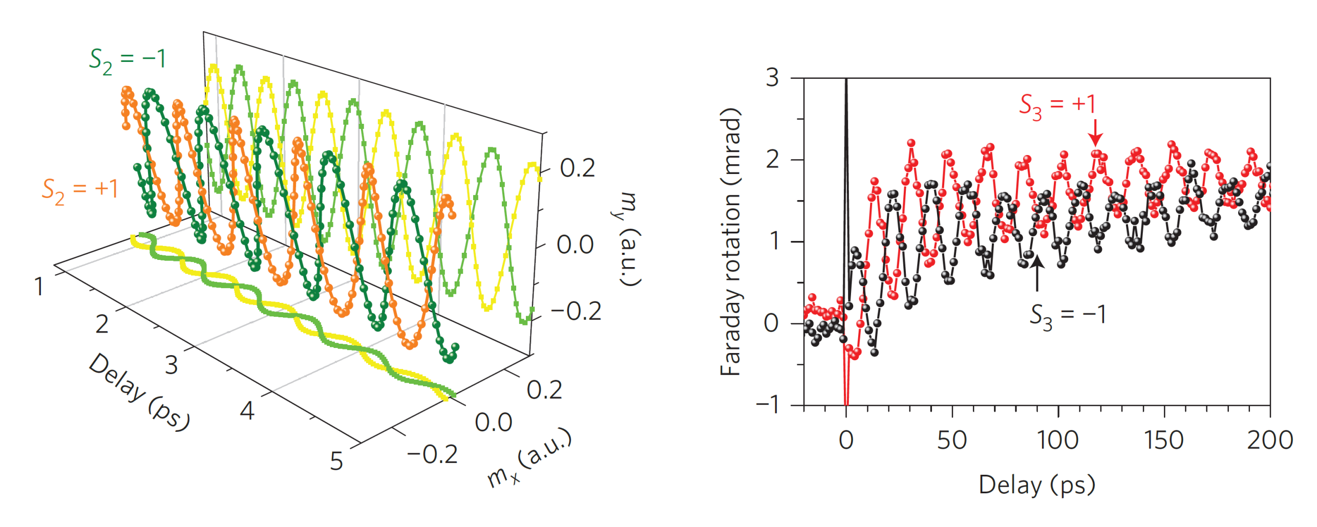 Nonthermally induced magnon osciallations in hexagonal YMnO3